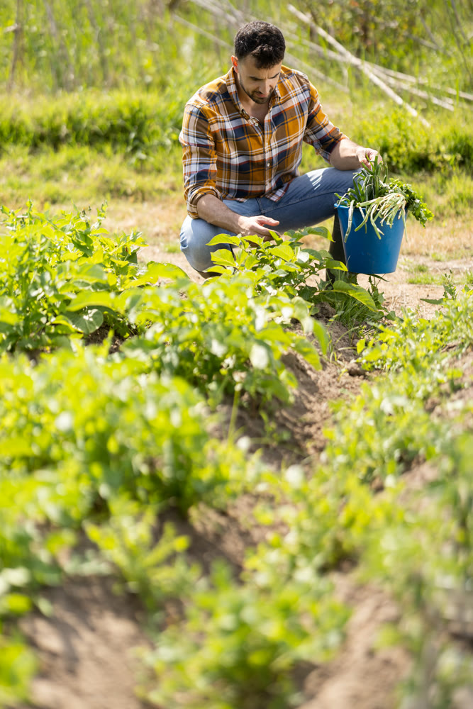 Young man harvesting ripe vegetables on farm field