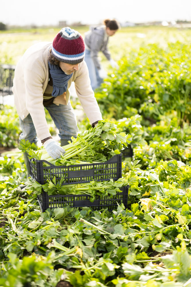Hired Caucasian man worker with team in field harvesting celery.