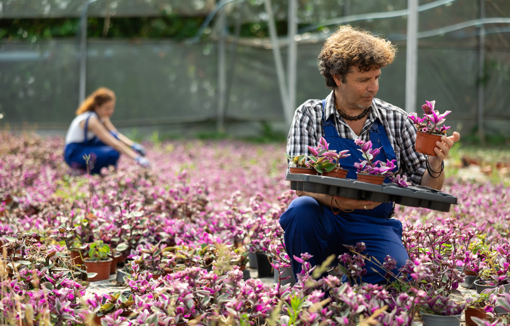 Positive male gardener arranging potted tradescantia flowers for market and wearing greenhouse uniform