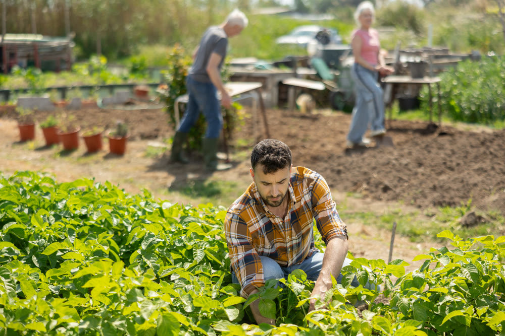 Young man harvesting ripe vegetables on farm field