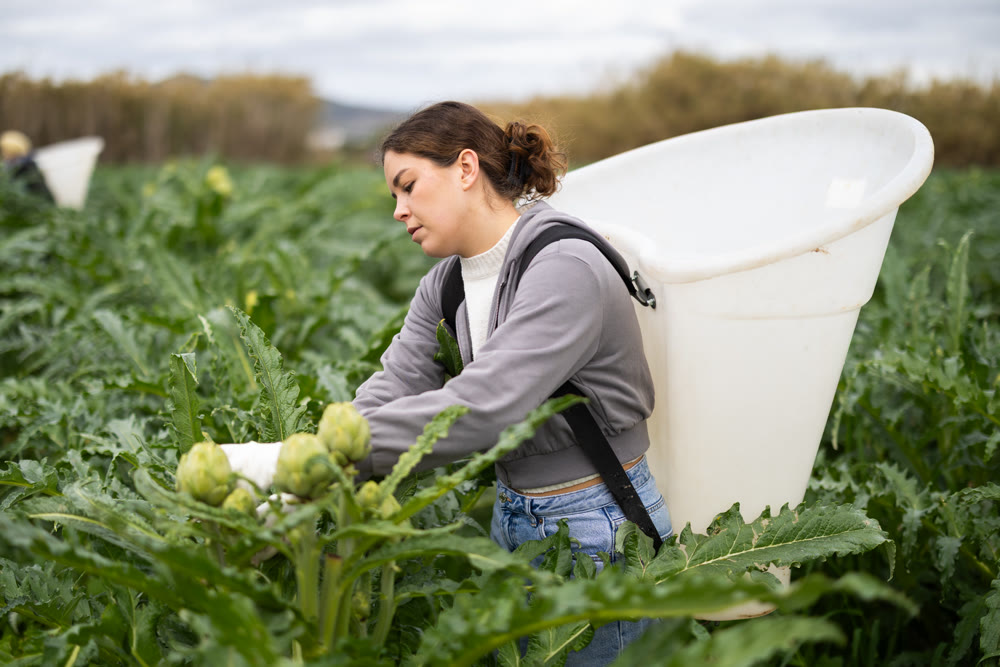 Female worker picks ripe artichokes in farmer field