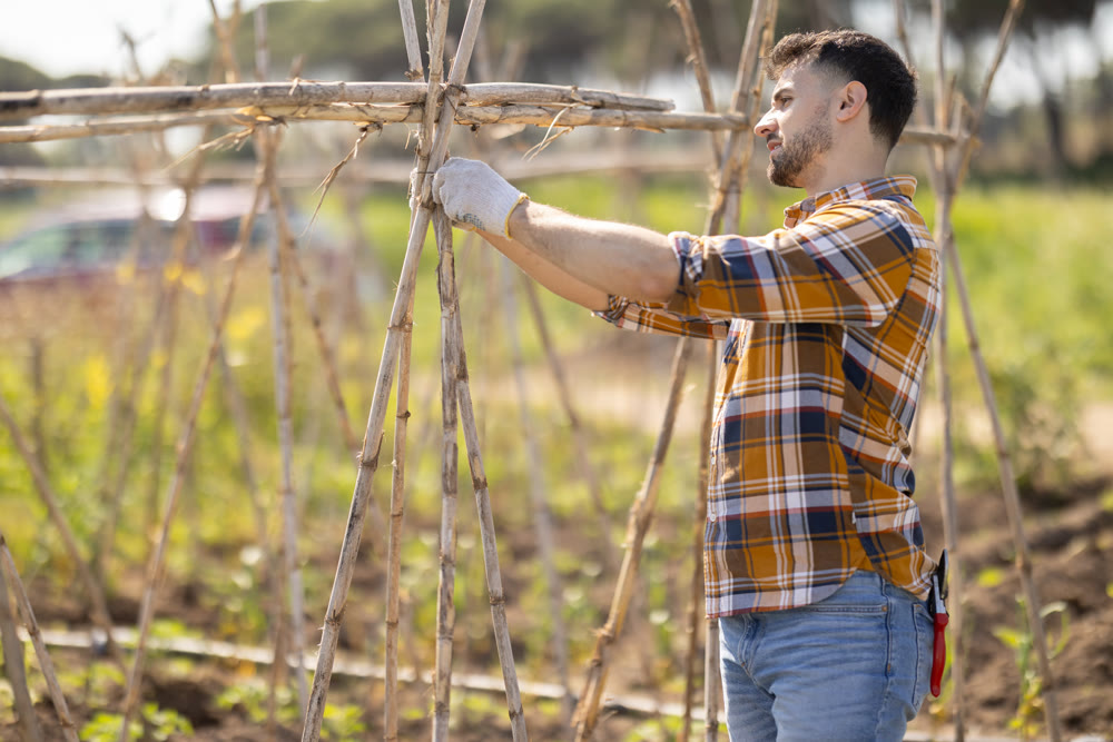 Young man making bamboo plant supports on farm plantation