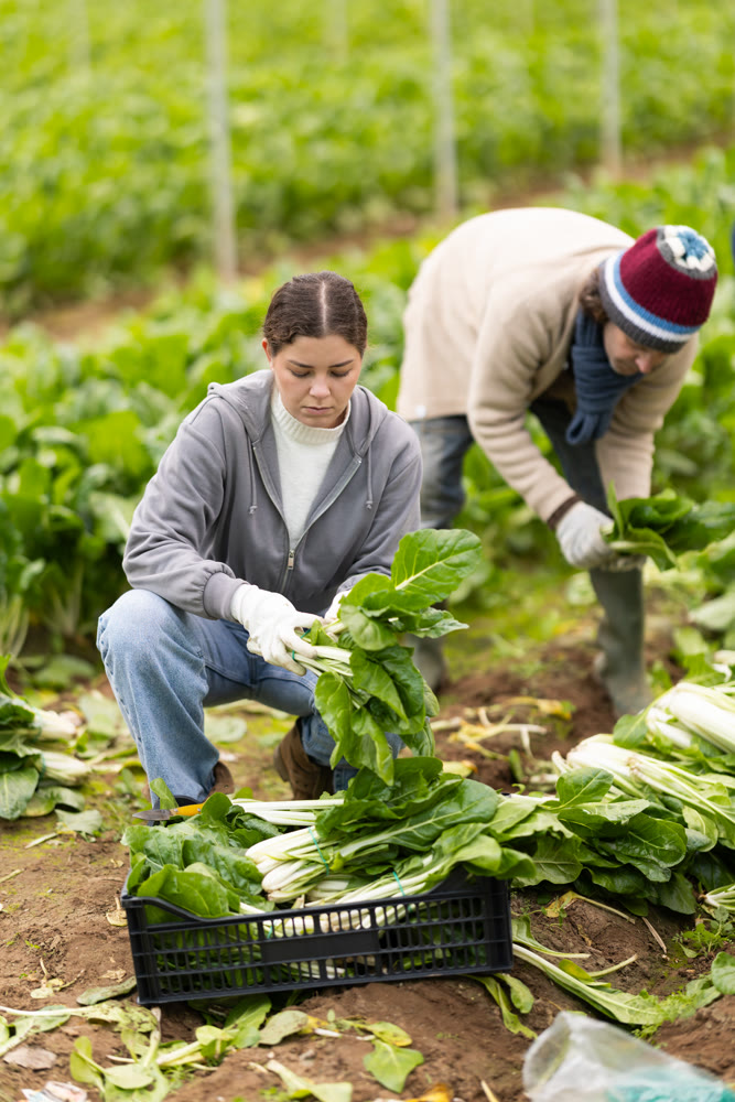 Farm worker collects chard in containers