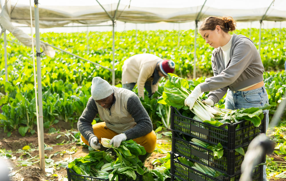 Hired girl worker with team in greenhouse harvesting chard
