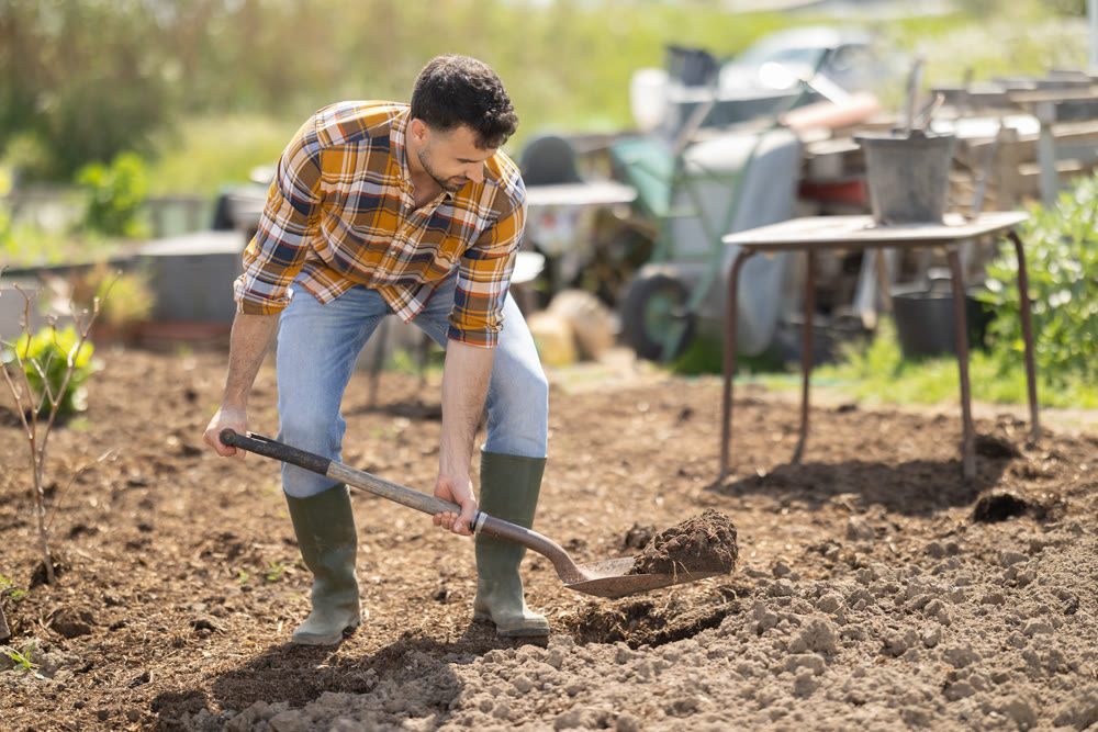 Male farmer digs soil in the garden beds with shovel