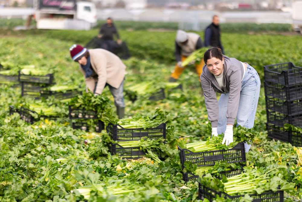 Hired girl worker with team in field harvesting celery.