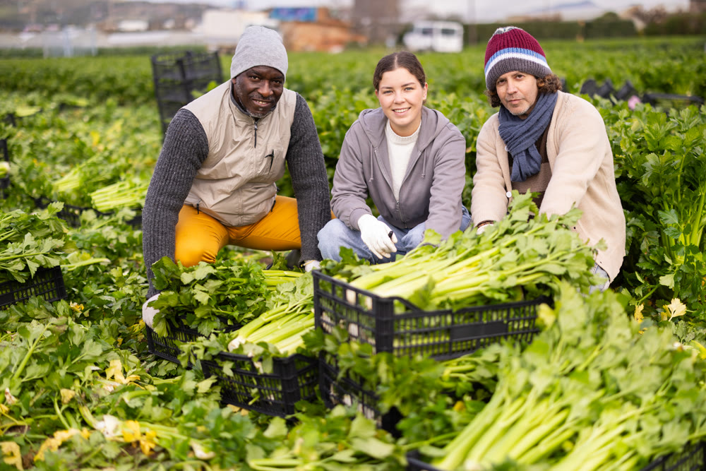Group of positive workers squatting near vegetable boxes on a farm