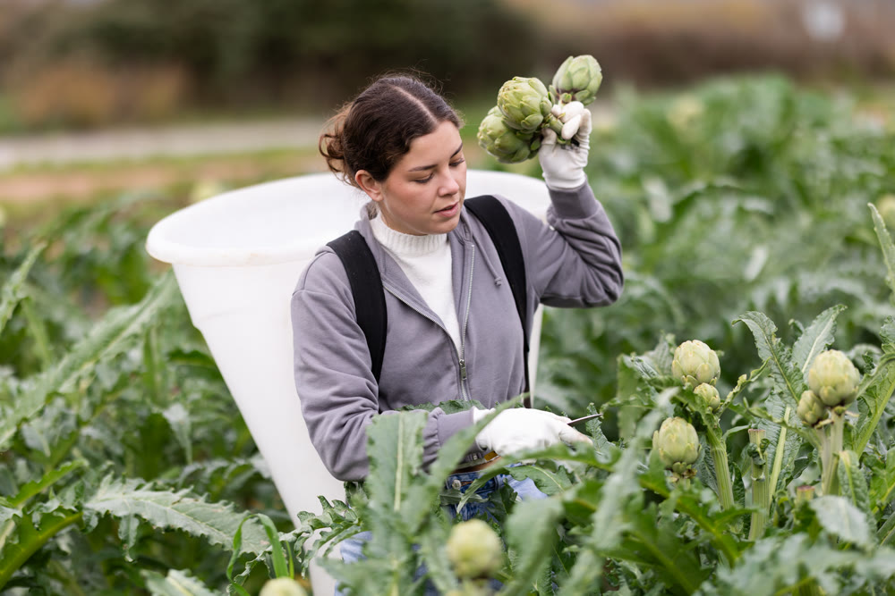 Girl works in field, harvesting picking artichokes.