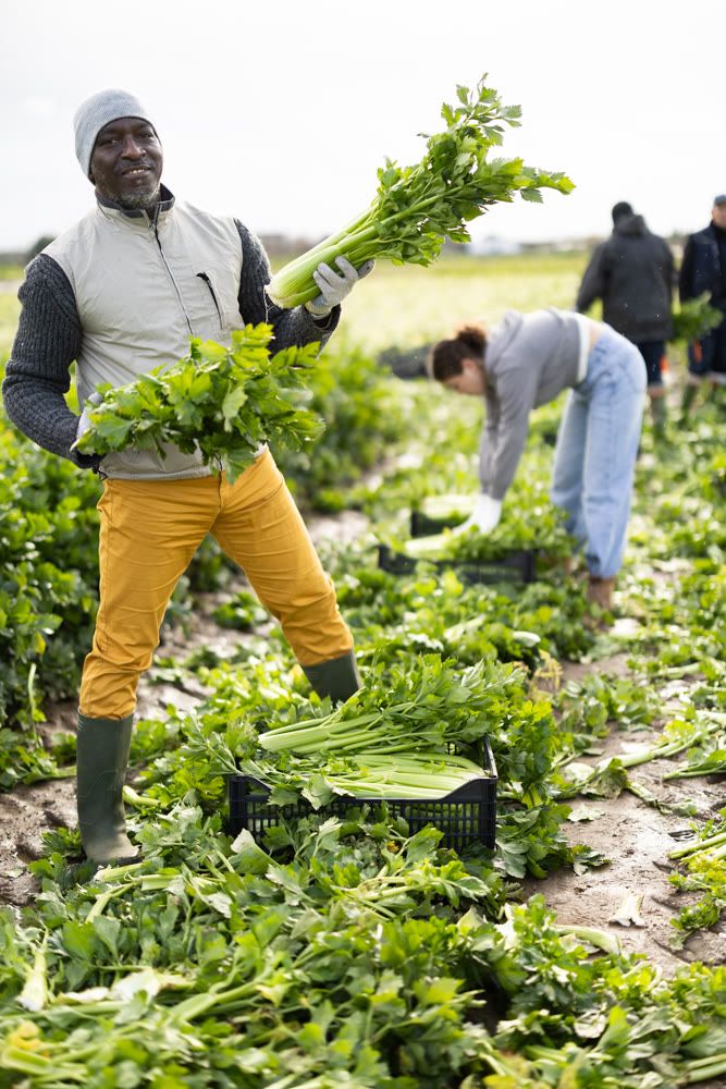 Adult male farmer harvesting celery with team in field