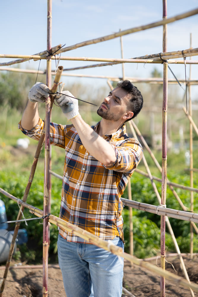 Man secures stands for tomato and cucumber seedlings in garden.