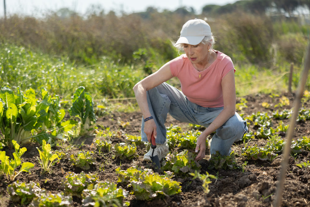 Elderly woman weeding greens crop on farm field
