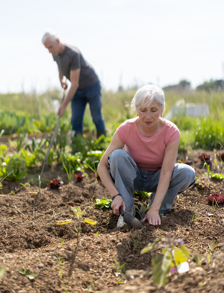 Mature woman planting seeds on beds