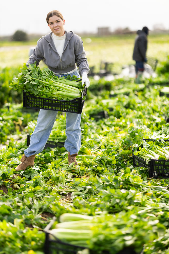 Hired girl worker with team in field harvesting celery.