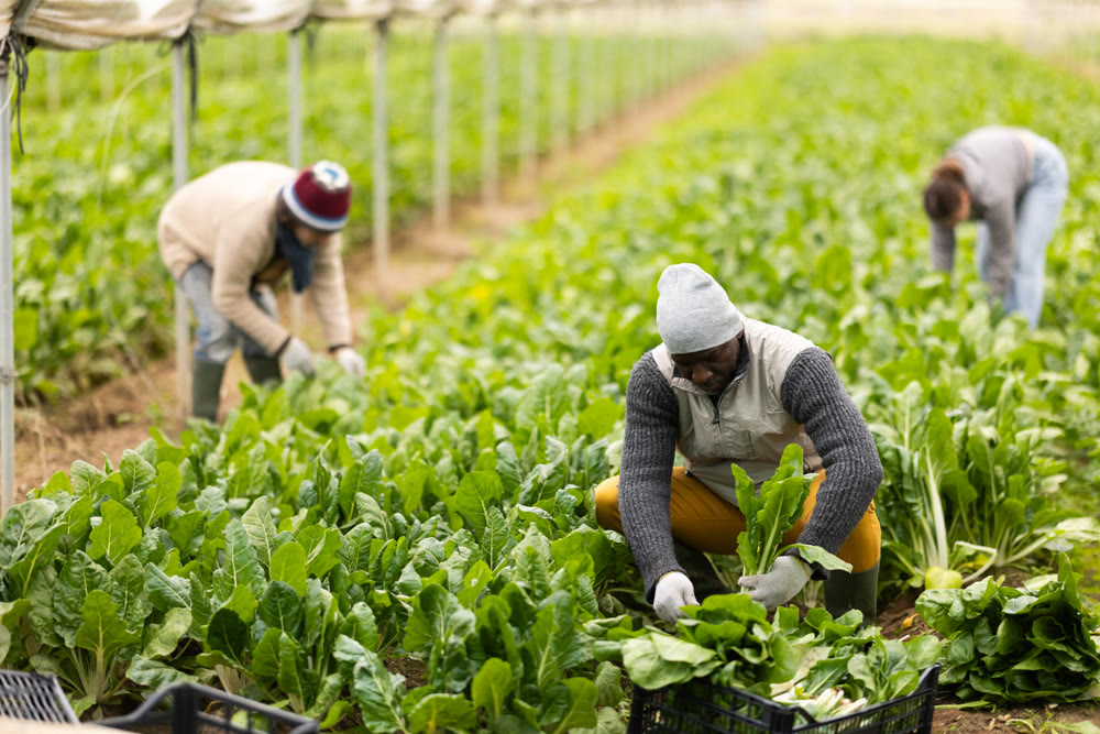 Male farmer harvests chard along with other workers