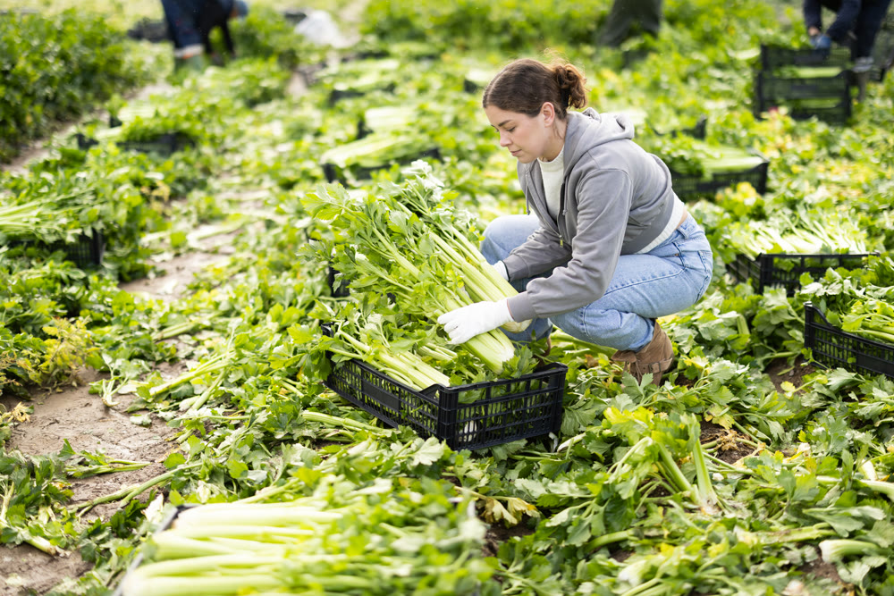 Young woman harvesting celery in a field