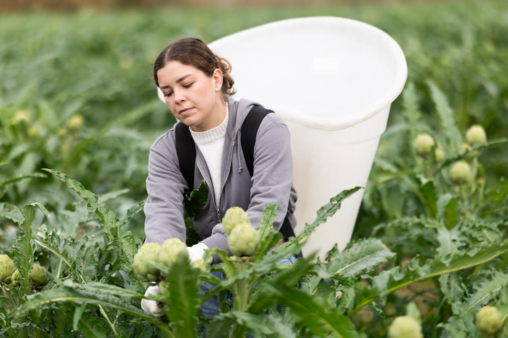 Young woman harvesting artichoke on agricultural field