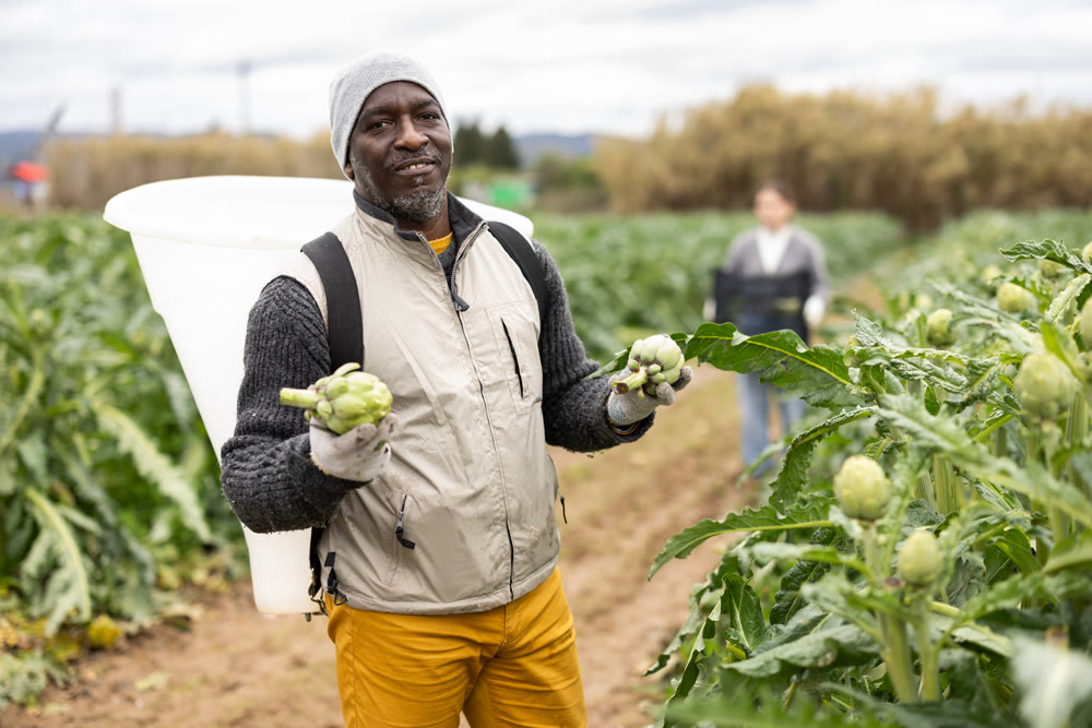 Middle-aged man harvesting artichoke on agricultural field