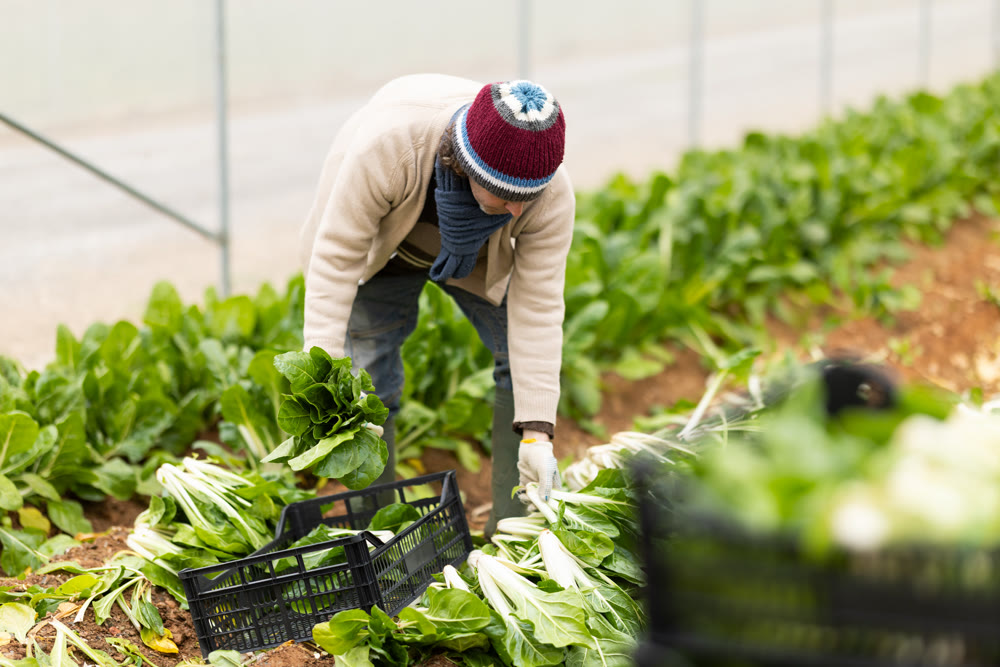 Middle-aged man harvesting chard in greenhouse