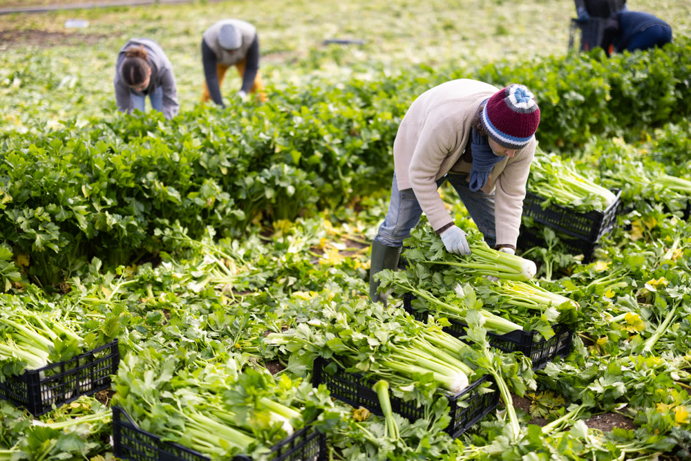 Man farmer woman harvests organic celery at farm plantation
