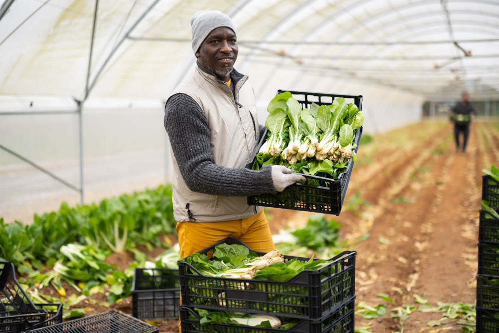 Hired African man worker with team in greenhouse harvesting chard