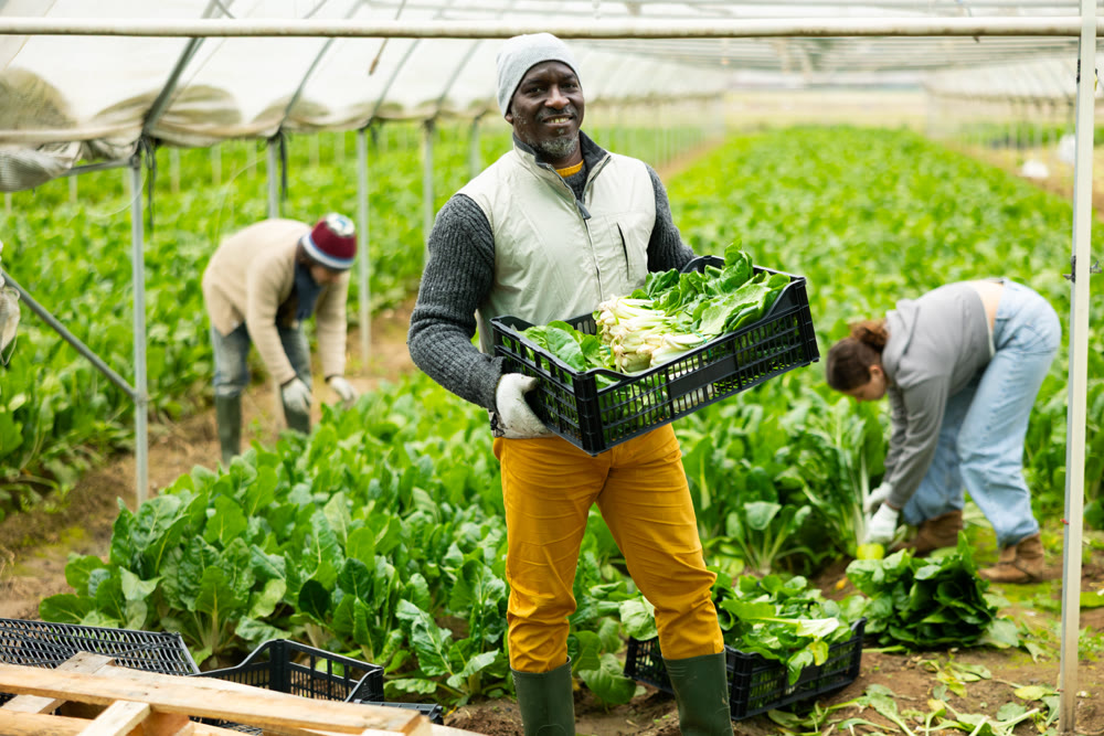 Middle-aged man holding plastic crate with chard