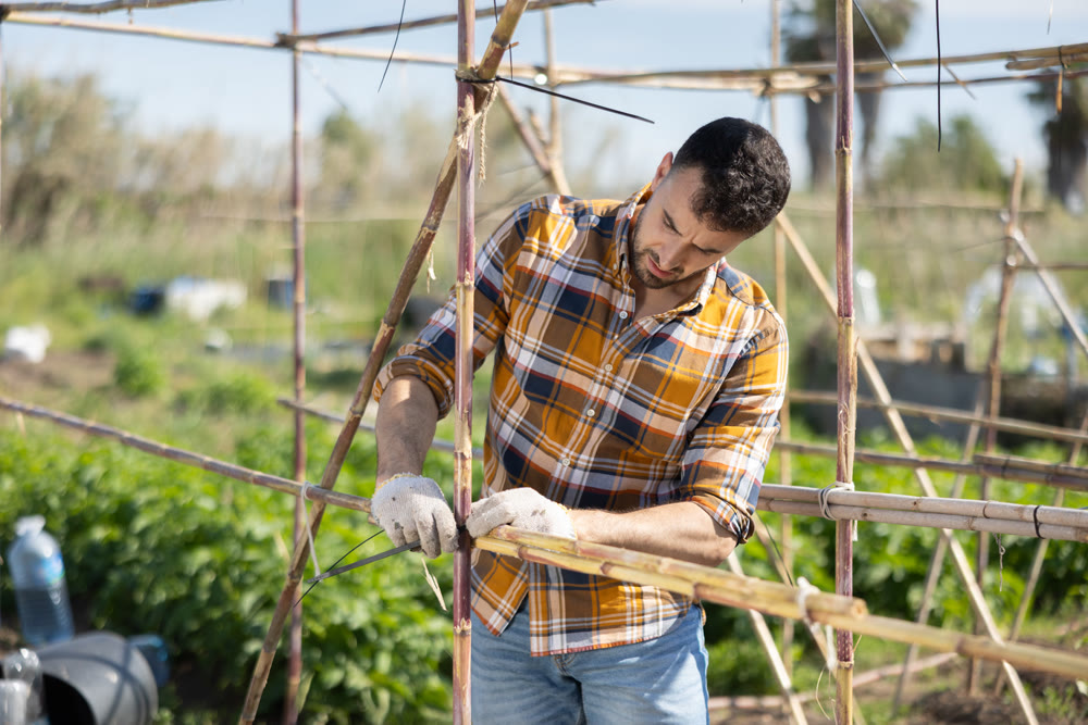 Young man making bamboo plant supports on farm plantation
