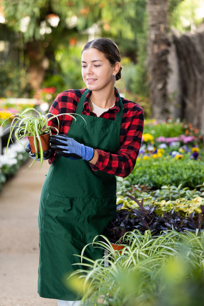 Young girl floriculturist checking potted Chlorophytum comosum in greenhouse