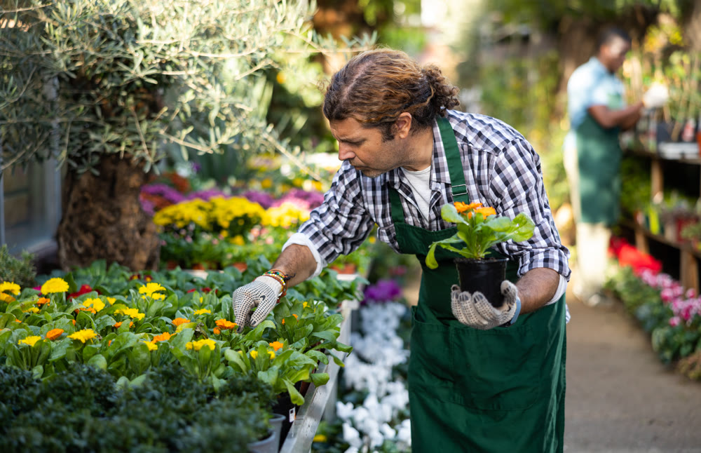 European man gardener attentively inspects calendula in pots
