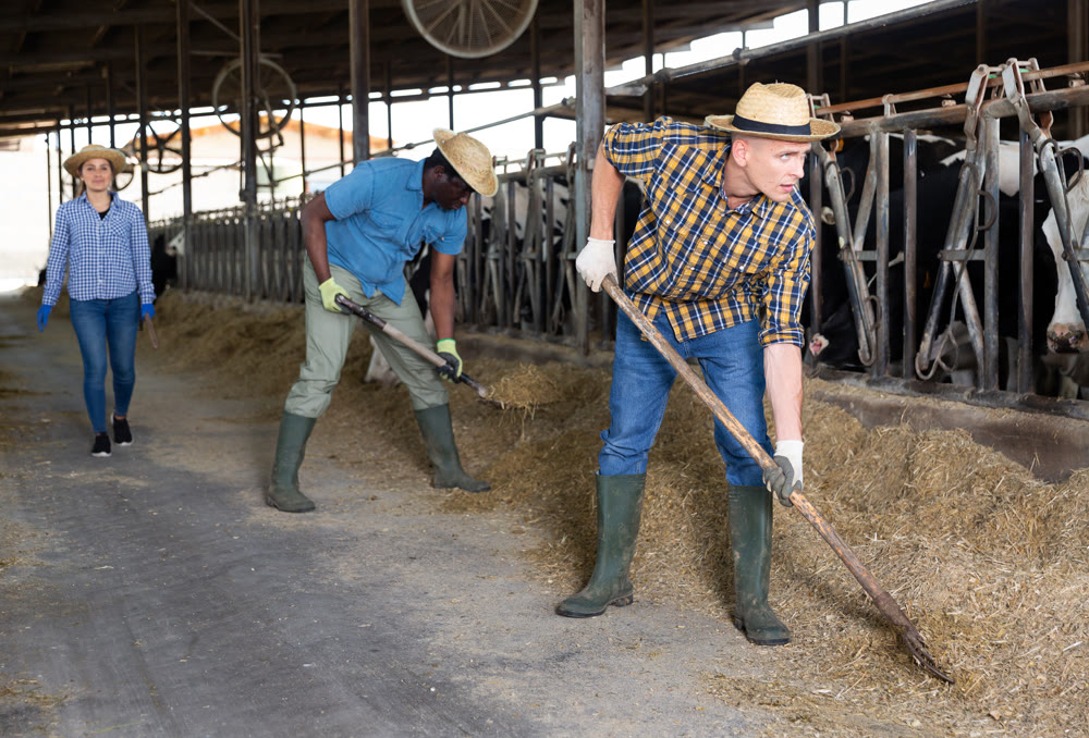 Busy man preparing hay for cows in livestock stall