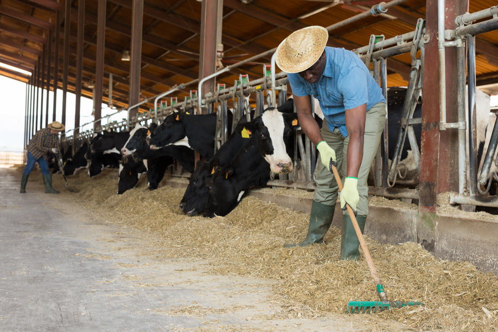 Portrait of man farm worker feeding cows