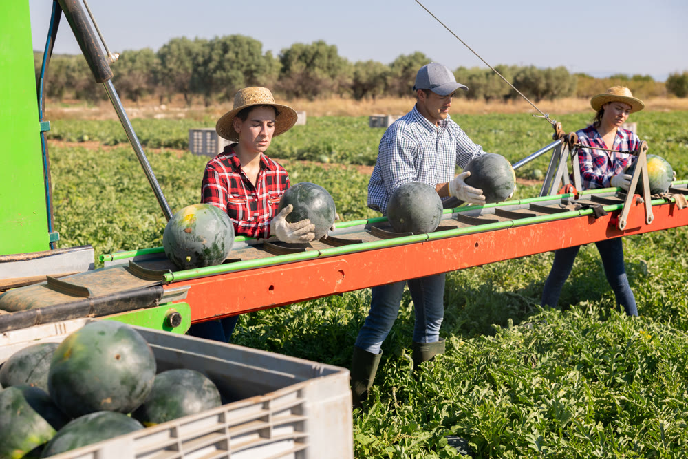 Team of professional farmers working on modern harvesting platform on field, picking watermelons
