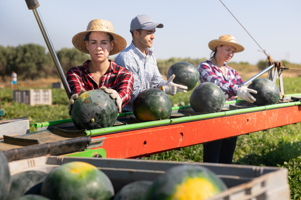 Team of professional farmers working on modern harvesting platform on field, picking watermelons