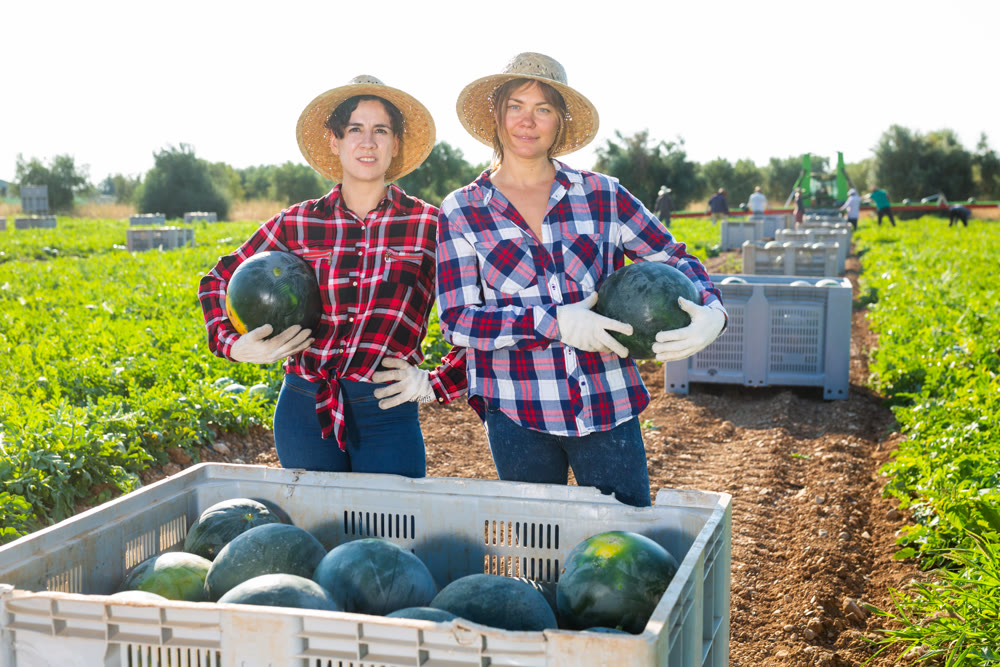 Two positive women with watermelons in their hands on farmer field during harvest of watermelons