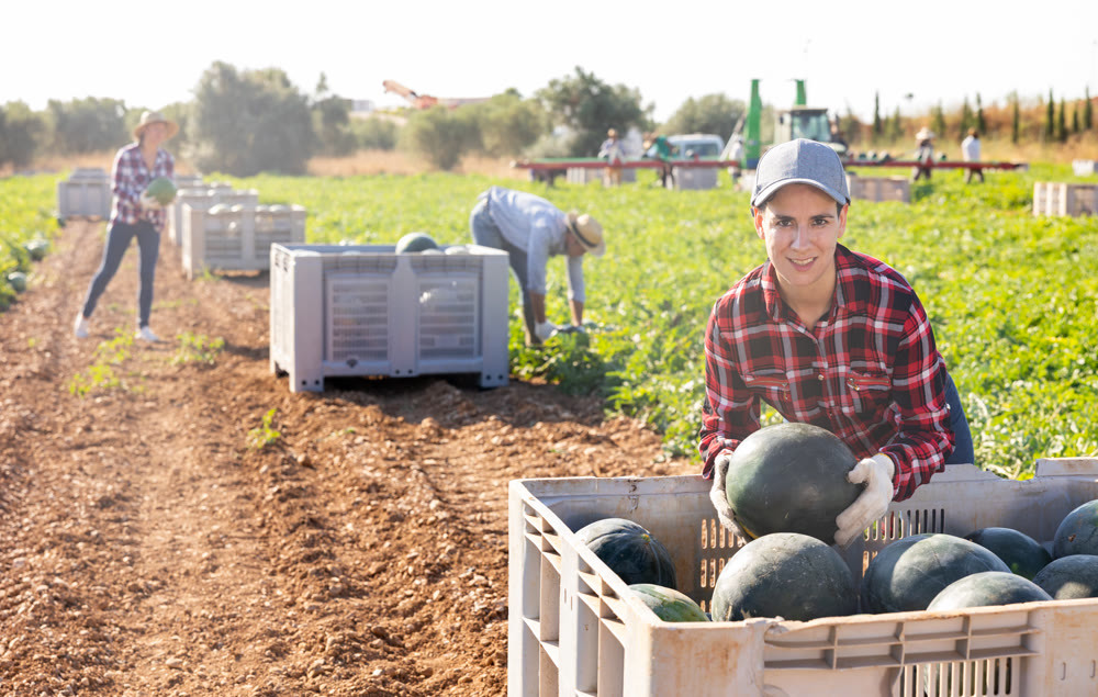 Woman harvesting watermelons on fruit farm