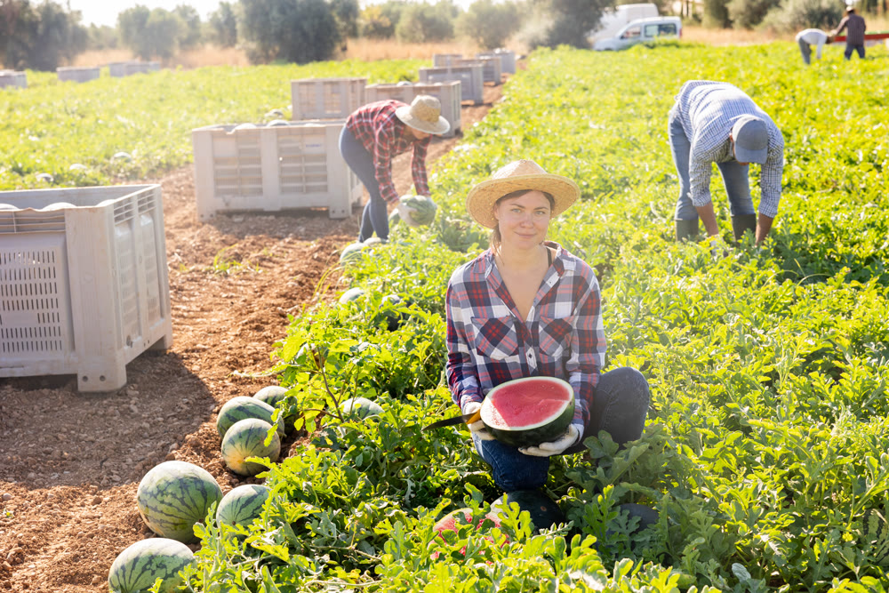 Woman posing in field with watermelons crop