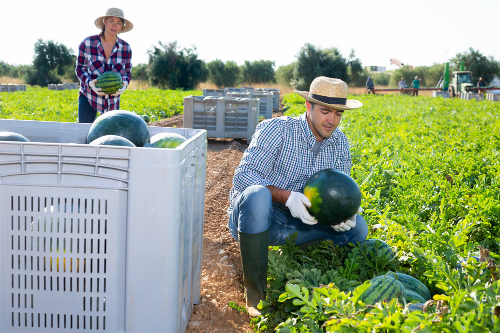 Male worker gathering ripe watermelons in field