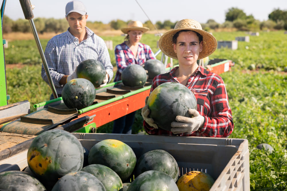 Woman farmer holding watermelon near harvesting machine