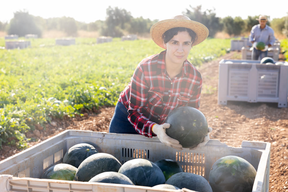 Woman harvesting watermelons on fruit farm