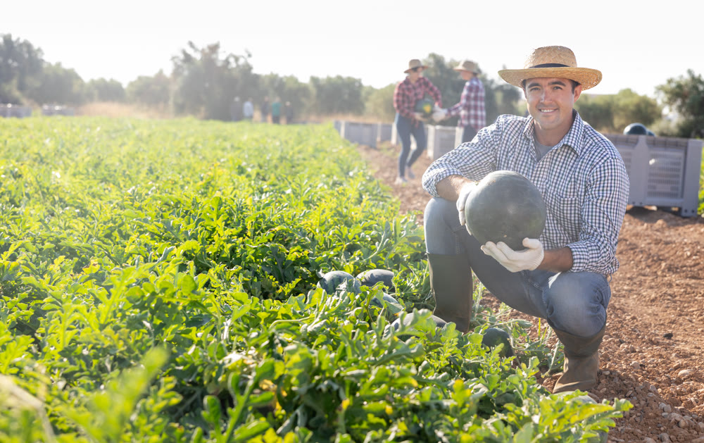 Satisfied skilled farmer working on family farm field, harvesting watermelon in summer
