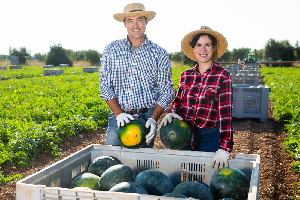 Two farmers standing near container with watermelons