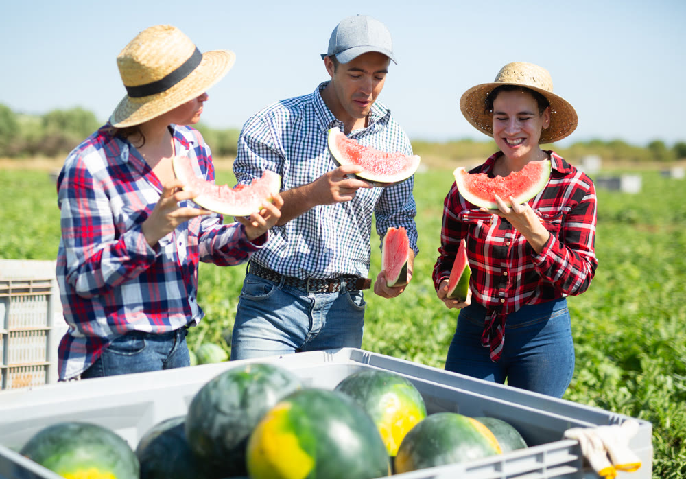Farmers enjoy tasting watermelon after harvest in farmer field