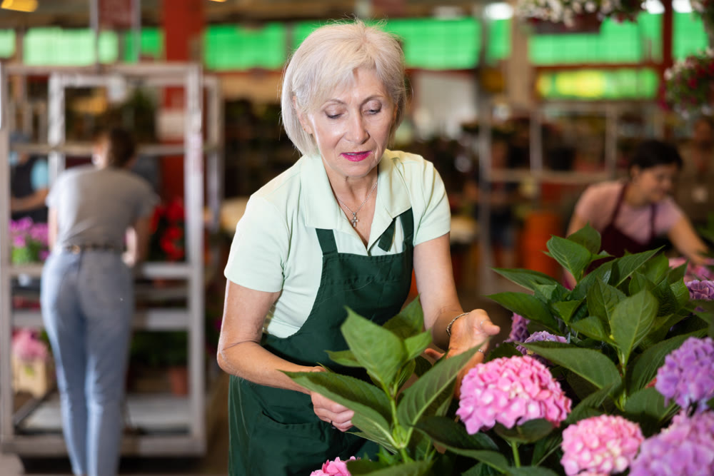 Portrait of elderly female gardener taking care flowers of hydrangea in pots
