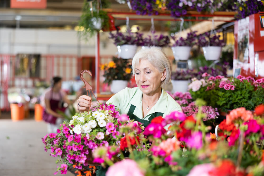 Elderly saleswoman arranging pots of blooming petunias in flower shop