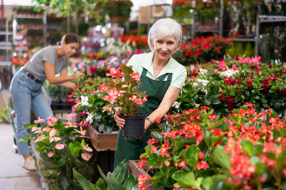 Successful elderly saleswoman checking blooming begonias in flower store