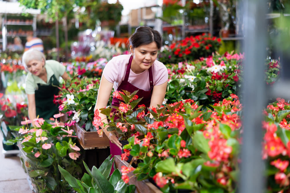 Cheerful Asian saleswoman checking blooming begonias in flower store