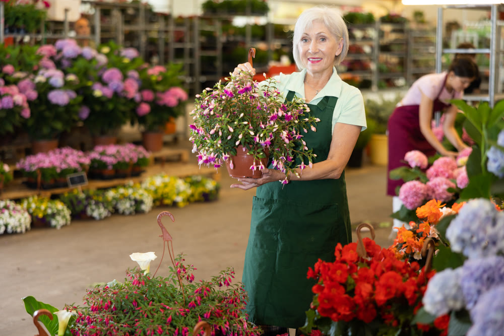 Mature female florist arranging hanging pots with blooming fuchsia