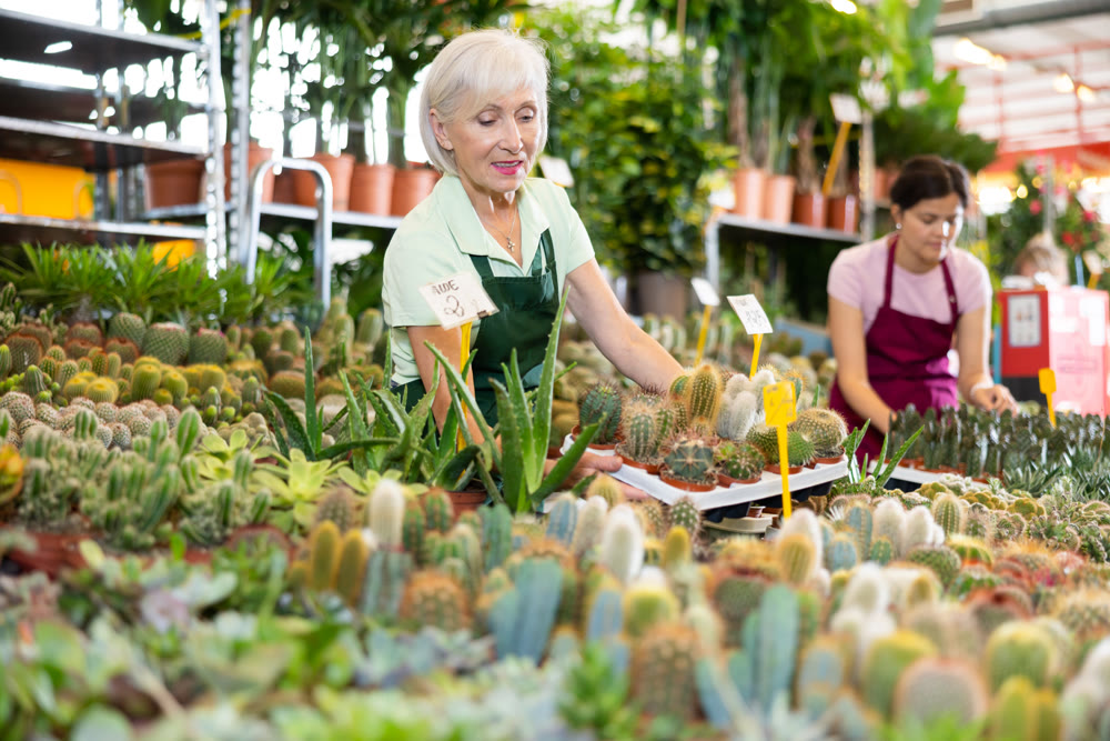Mature female seller holding cactus pots at flower market