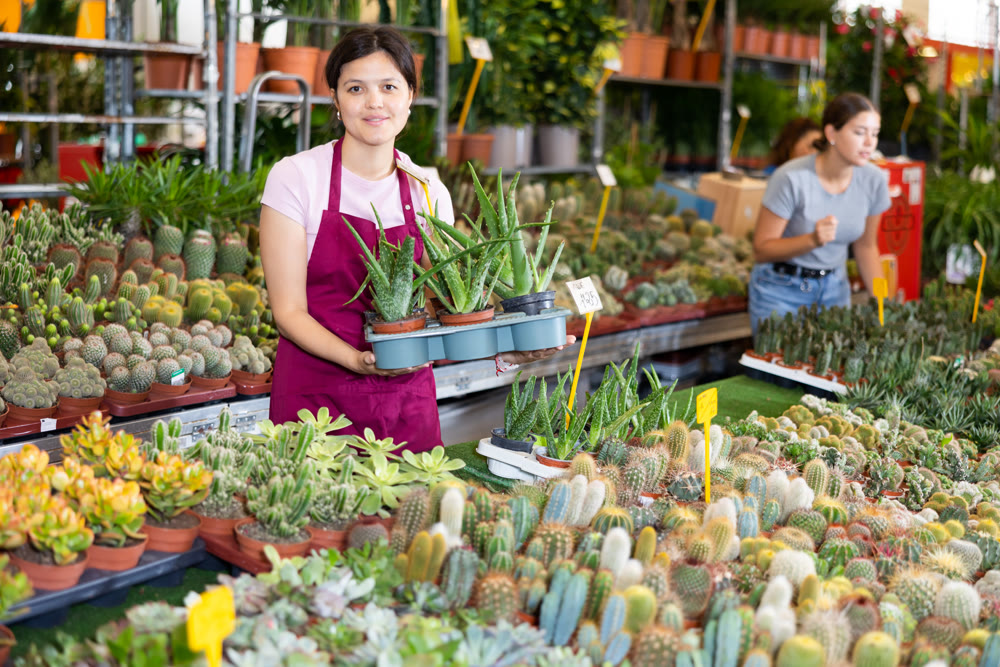 Asian saleswoman arranging aloe vera in pots on stall in greenhouse