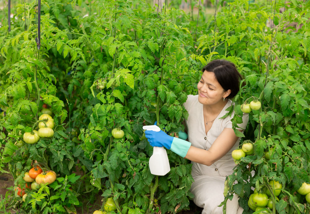Woman treating plants in garden with insecticides