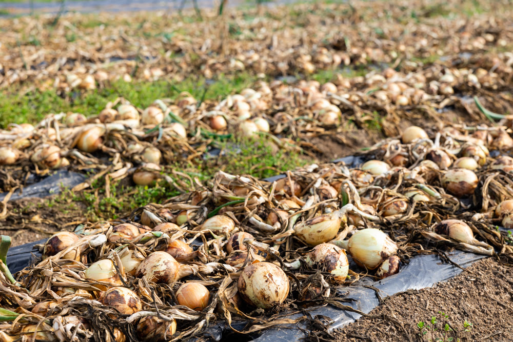 Freshly picked yellow onions drying on farm field